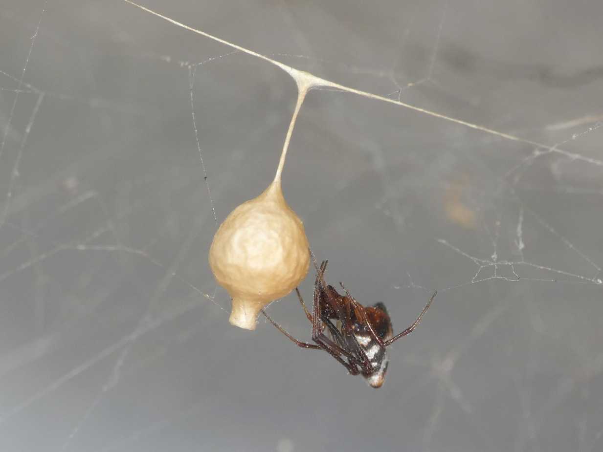 Carrellata di Argyrodes e Cyrtophora  - S. Teresa G. (OT)